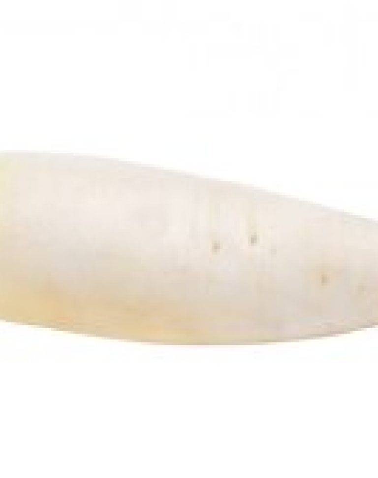 fresh-white-radish-white_253984-2561